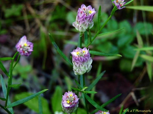 {Polygala sanguinea}